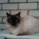 Подробнее об объявлении «Найдена кошка Батайск» Фото: найдена кошка Невская маскарадная «Найдена кошка Батайск» в г. Батайск