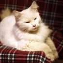 Подробнее об объявлении «Санкт-Петербург Найдена кошка» Фото: найдена кошка  «Санкт-Петербург Найдена кошка» в г. Санкт-Петербург