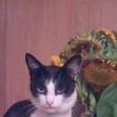 Подробнее об объявлении «Ковров Пропал кот» Фото: пропала кошка  «Ковров Пропал кот» в г. Ковров