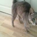 Подробнее об объявлении «Найден кот в районе бибирево Москва» Фото: найдена кошка  «Найден кот в районе бибирево Москва» в г. Москва