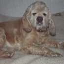 Подробнее об объявлении «Найдена собака кобель пес Орехово-Зуево» Фото: найдена собака Английский кокер-спаниель «Найдена собака кобель пес Орехово-Зуево» в г. Орехово-Зуево