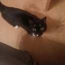 Подробнее об объявлении «Найден кот черный с белым Москва» Фото: найдена кошка  «Найден кот черный с белым Москва» в г. Москва