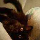 Подробнее об объявлении «Пропала собака кобель ыапывпывп Березовский (Свердловская обл.)» Фото: пропала собака  «Пропала собака кобель ыапывпывп Березовский...» в г. Березовский (Свердловская обл.)