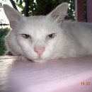 Подробнее об объявлении «Краснодар Пропал кот» Фото: пропала кошка  «Краснодар Пропал кот» в г. Краснодар