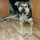 Подробнее об объявлении «Найдена собака кобель Нижний Новгород» Фото: найдена собака  «Найдена собака кобель Нижний Новгород» в г. Нижний Новгород