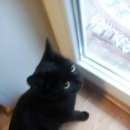 Подробнее об объявлении «Найдена кошка черная кошка с зеленым ошейником ул. осташковская д. 9 Москва» Фото: найдена кошка  «Найдена кошка черная кошка с зеленым ошейником...» в г. Москва