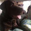 Подробнее об объявлении «Пропала собака кобель Зеленоград» Фото: пропала собака Лабрадор ретривер «Пропала собака кобель Зеленоград» в г. Зеленоград