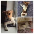 Подробнее об объявлении «Пропала собака кобель Серпухов» Фото: пропала собака Джек рассел терьер «Пропала собака кобель Серпухов» в г. Серпухов