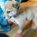 Подробнее об объявлении «Найдена собака щенок Киров (Кировская обл.)» Фото: найдена собака  «Найдена собака щенок Киров (Кировская обл.)» в г. Киров (Кировская обл.)