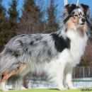 Подробнее об объявлении «Пропала собака шелти (маленькая колли) в Улан-Удэ» Фото: пропала собака Шелти «Пропала собака шелти (маленькая колли) в Улан-Удэ» в г. Улан-Удэ