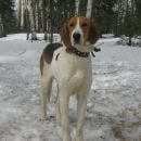Подробнее об объявлении «Пропала собака Пермь» Фото: пропала собака  «Пропала собака Пермь» в г. Пермь
