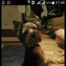 Подробнее об объявлении «Пропала собака кобель в первомайском районе потерялась собака Новосибирск» Фото: пропала собака  «Пропала собака кобель в первомайском районе...» в г. Новосибирск