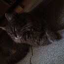 Подробнее об объявлении «Найдена кошка Реутов» Фото: найдена кошка  «Найдена кошка Реутов» в г. Реутов