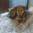 Подробнее об объявлении «Ульяновск Найдена собака» Фото: найдена собака  «Ульяновск Найдена собака» в г. Ульяновск