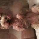 Подробнее об объявлении «Пропала собака кобель помогите найти йоркширского терьера Санкт-Петербург» Фото: пропала собака Йоркширский терьер «Пропала собака кобель помогите найти...» в г. Санкт-Петербург