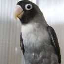 Подробнее об объявлении «Санкт-Петербург Пропал попугай» Фото: пропало другое животное  «Санкт-Петербург Пропал попугай» в г. Санкт-Петербург