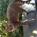 Подробнее об объявлении «Пропала кошка Одинцово» Фото: пропала кошка  «Пропала кошка Одинцово» в г. Одинцово