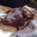 Подробнее об объявлении «Красный Яр (Самарская обл.) Найдена собака» Фото: найдена собака  «Красный Яр (Самарская обл.) Найдена собака» в г. Красный Яр (Самарская обл.)