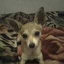 Подробнее об объявлении «Омск Пропала собака» Фото: пропала собака Той-терьер «Омск Пропала собака» в г. Омск