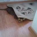 Подробнее об объявлении «Пропал кот Оренбург» Фото: пропала кошка Абиссинская «Пропал кот Оренбург» в г. Оренбург