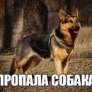 Подробнее об объявлении «Нижний Новгород Пропала собака» Фото: пропала собака Немецкая овчарка «Нижний Новгород Пропала собака» в г. Нижний Новгород