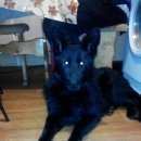 Подробнее об объявлении «Пропала собака черная овчарка Белгород» Фото: пропала собака Немецкая овчарка «Пропала собака черная овчарка Белгород» в г. Белгород