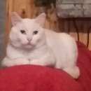 Подробнее об объявлении «Икша Пропал кот белый. нашедшему вознаграждение.» Фото: пропала кошка  «Икша Пропал кот белый. нашедшему вознаграждение.» в г. Икша