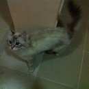 Подробнее об объявлении «Найдена кошка Ханты-Мансийск» Фото: найдена кошка  «Найдена кошка Ханты-Мансийск» в г. Ханты-Мансийск