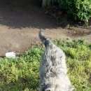 Подробнее об объявлении «Пропала собака Нижний Новгород» Фото: пропала собака  «Пропала собака Нижний Новгород» в г. Нижний Новгород