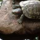 Подробнее об объявлении «Пропало домашнее животное красноухая черепаха Электросталь» Фото: пропало другое животное  «Пропало домашнее животное красноухая черепаха...» в г. Электросталь