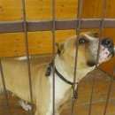 Подробнее об объявлении «Найдена собака Белореченск» Фото: найдена собака  «Найдена собака Белореченск» в г. Белореченск