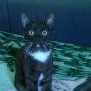 Подробнее об объявлении «Пропал кот Одинцово» Фото: пропала кошка  «Пропал кот Одинцово» в г. Одинцово