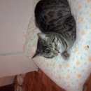 Подробнее об объявлении «Ульяновск Найден кот ик» Фото: найдена кошка  «Ульяновск Найден кот ик» в г. Ульяновск