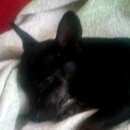 Подробнее об объявлении «Красноярск Найдена собака» Фото: найдена собака  «Красноярск Найдена собака» в г. Красноярск