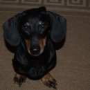 Подробнее об объявлении «Вырица Найдена собака такса хочет домой» Фото: найдена собака Такса «Вырица Найдена собака такса хочет домой» в г. Вырица