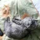 Подробнее об объявлении «Мытищи Пропала кошка» Фото: пропала кошка  «Мытищи Пропала кошка» в г. Мытищи