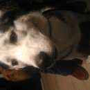 Подробнее об объявлении «Новокузнецк Найдена собака кобель породы хаски» Фото: найдена собака  «Новокузнецк Найдена собака кобель породы хаски» в г. Новокузнецк