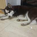 Подробнее об объявлении «Пропала собака кобель Нижний Новгород» Фото: пропала собака Сибирская хаски «Пропала собака кобель Нижний Новгород» в г. Нижний Новгород