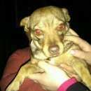 Подробнее об объявлении «Найдена собака Ростов-на-Дону» Фото: найдена собака  «Найдена собака Ростов-на-Дону» в г. Ростов-на-Дону