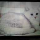 Подробнее об объявлении «Пропала кошка Воскресенск» Фото: пропала кошка Экзотическая короткошерстная «Пропала кошка Воскресенск» в г. Воскресенск