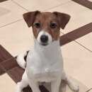 Подробнее об объявлении «Пропала собака Санкт-Петербург» Фото: пропала собака Джек рассел терьер «Пропала собака Санкт-Петербург» в г. Санкт-Петербург