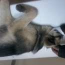 Подробнее об объявлении «Красноярск Найдена собака» Фото: найдена собака Немецкая овчарка «Красноярск Найдена собака» в г. Красноярск