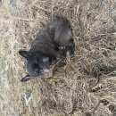 Подробнее об объявлении «Найдена собака французский бульдог Череповец» Фото: найдена собака Французский бульдог «Найдена собака французский бульдог Череповец» в г. Череповец