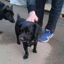 Подробнее об объявлении «Найдена собака Череповец» Фото: найдена собака  «Найдена собака Череповец» в г. Череповец