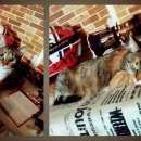 Подробнее об объявлении «Пропала кошка Люберцы» Фото: пропала кошка  «Пропала кошка Люберцы» в г. Люберцы