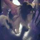 Подробнее об объявлении «Москва Найдена собака кобель японский хин» Фото: найдена собака Японский хин «Москва Найдена собака кобель японский хин» в г. Москва