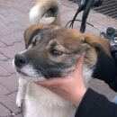 Подробнее об объявлении «Пропала собака Ханты-Мансийск» Фото: пропала собака  «Пропала собака Ханты-Мансийск» в г. Ханты-Мансийск