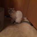 Подробнее об объявлении «Найден кот Ханты-Мансийск» Фото: найдена кошка  «Найден кот Ханты-Мансийск» в г. Ханты-Мансийск