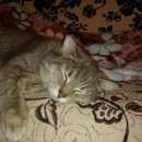 Подробнее об объявлении «Найдена кошка Ханты-Мансийск» Фото: найдена кошка  «Найдена кошка Ханты-Мансийск» в г. Ханты-Мансийск