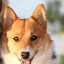 Подробнее об объявлении «Геленджик Пропала собака» Фото: пропала собака  «Геленджик Пропала собака» в г. Геленджик